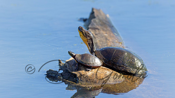 Blanding's Turtle and Painted turtle