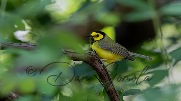 Hooded Warbler
