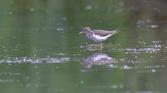 Spotted Sandpiper