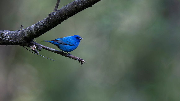 Indigo Bunting