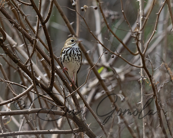 Ovenbird