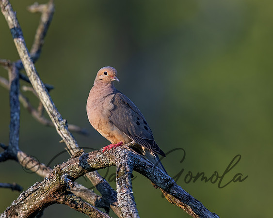 Mourning Dove