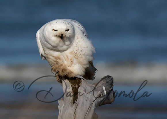 Snowy Owl