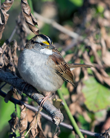 White-throated Sparrow