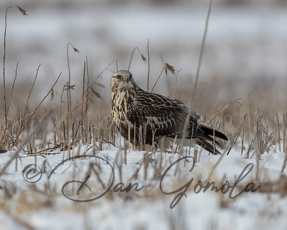 Rough-legged Hawk