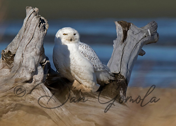 Snowy Owl