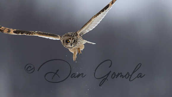 Short-eared Owl