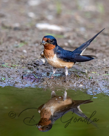 Cliff Swallow