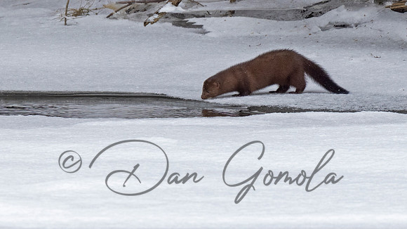 Mink