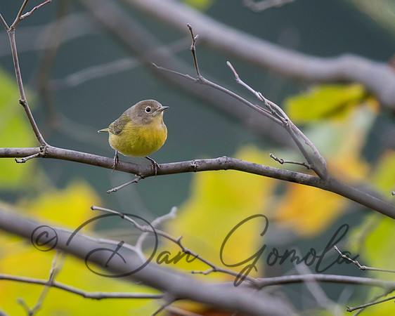 Nashville Warbler
