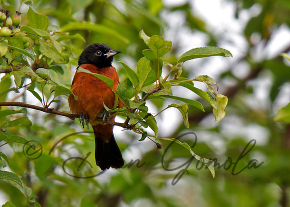Orchard Oriole