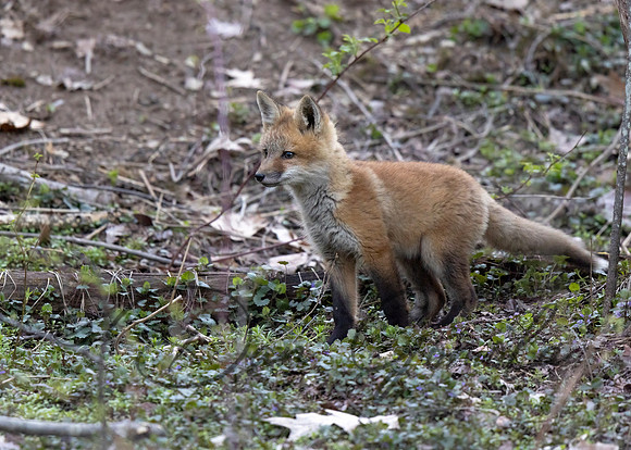 Red Fox