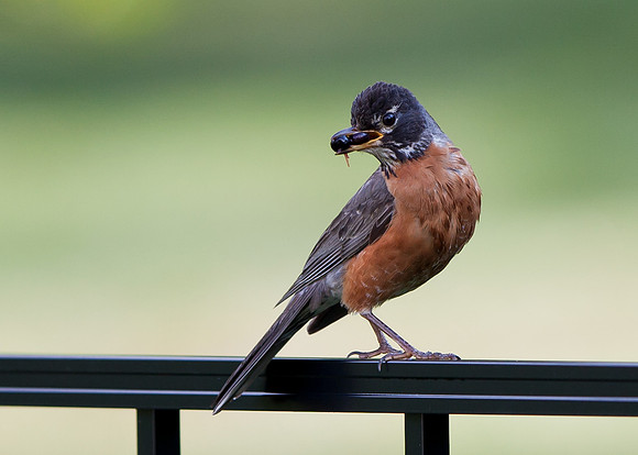 American Robin
