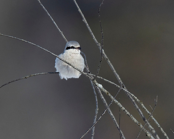 Northern Shrike