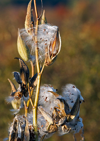 Milkweed