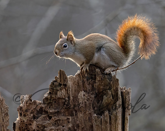 Red Squirrel