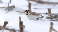 Horned Lark