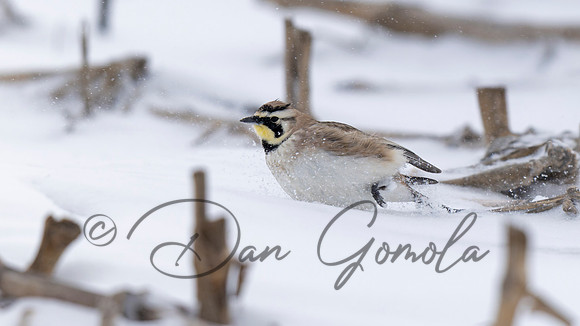 Horned Lark