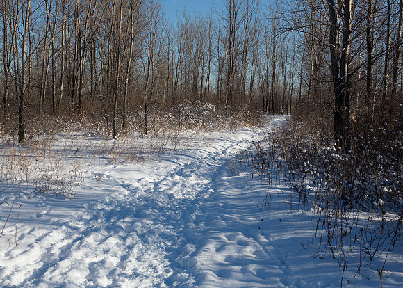 Scene along Gull Point Trail