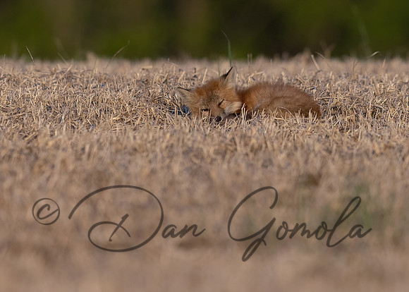 Red Fox