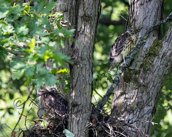 Red-shouldered Hawk