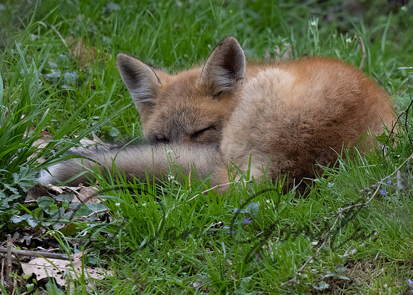 Red Fox