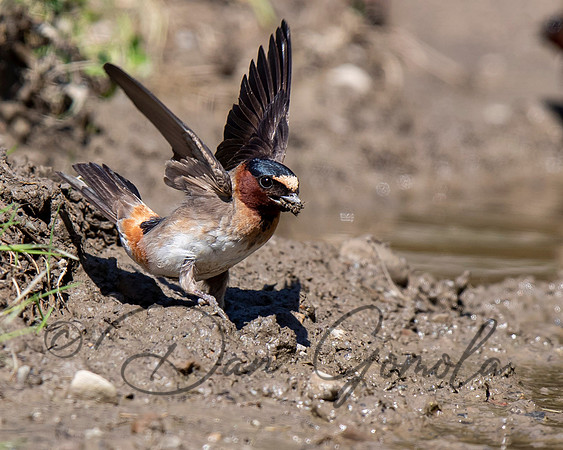 Cliff Swallow
