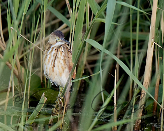 Least Bittern
