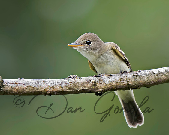 Willow Flycatcher