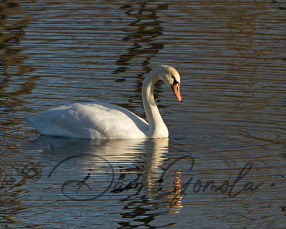 Mute Swan