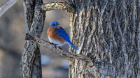 Eastern Bluebird