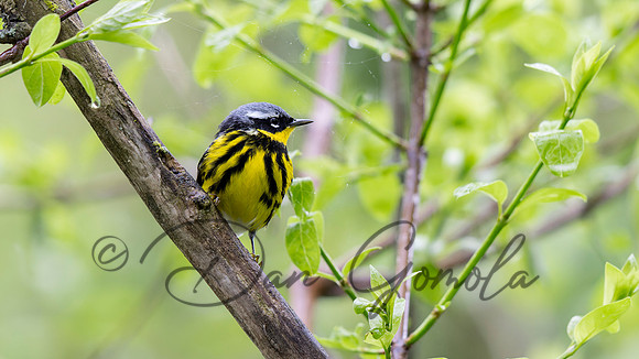 Magnolia Warbler