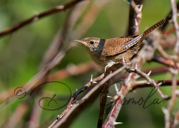 House Wren