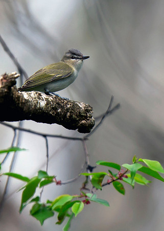 Red-eyed Vireo