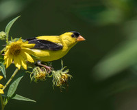 American Goldfinch