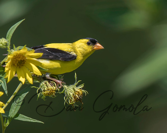 American Goldfinch