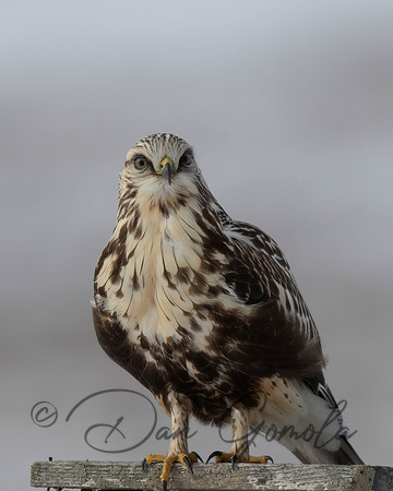 Rough-legged Hawk