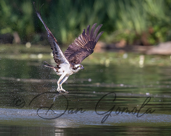 Osprey