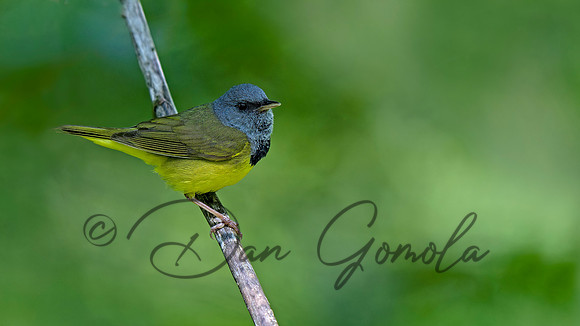 Mourning Warbler