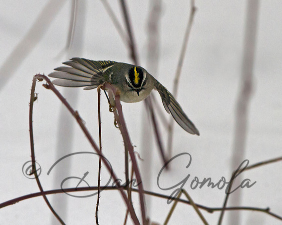 Golden-crowned Kinglet