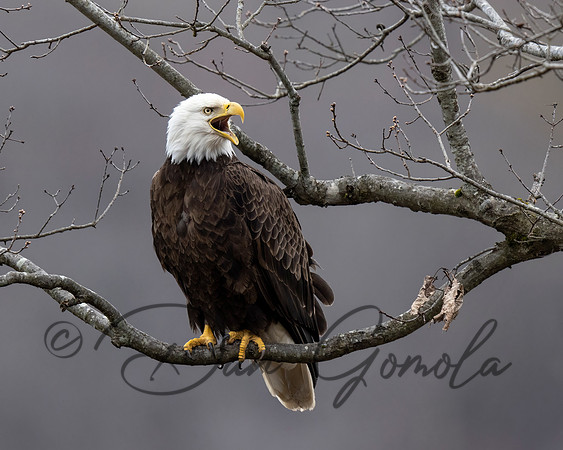 Bald Eagle
