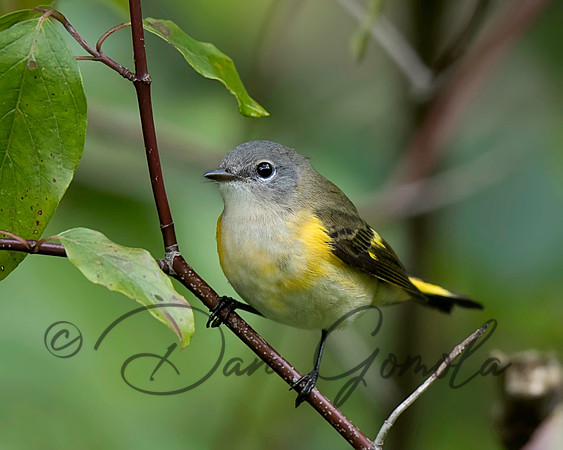 American Redstart