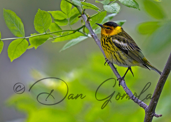 Cape May Warbler