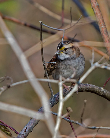 White-throated Sparrow