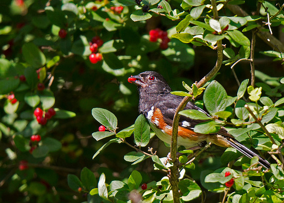 Eastern Towhee