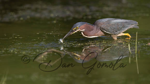 Green Heron