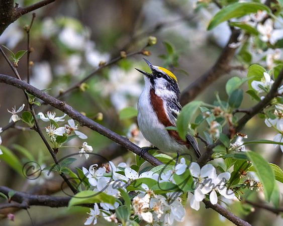 Chestnut-sided Warbler