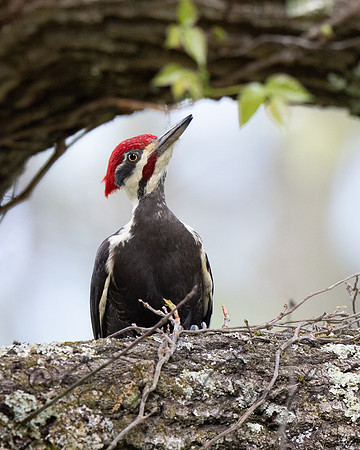 Pileated Woodpecker