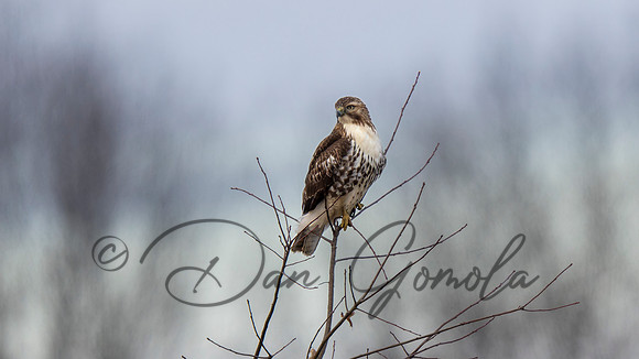 Red-tailed Hawk