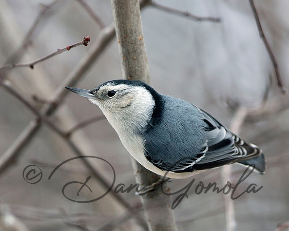 White-breasted Nuthatch